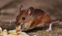 24 Hour & Emergency Exterminators in Badin Air National Guard Sta, NC